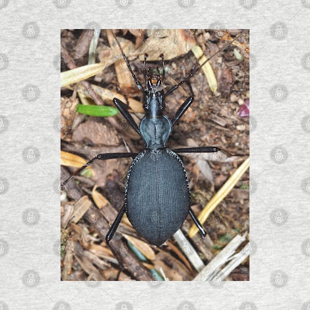 Scaphinotus angusticollis, snail-killer carabid by SDym Photography